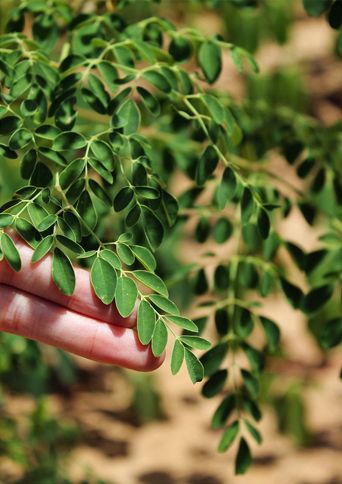 Farmers in Niger have been using improved seeds and new agriculture techniques taught to them by Samaritan's Purse educators.