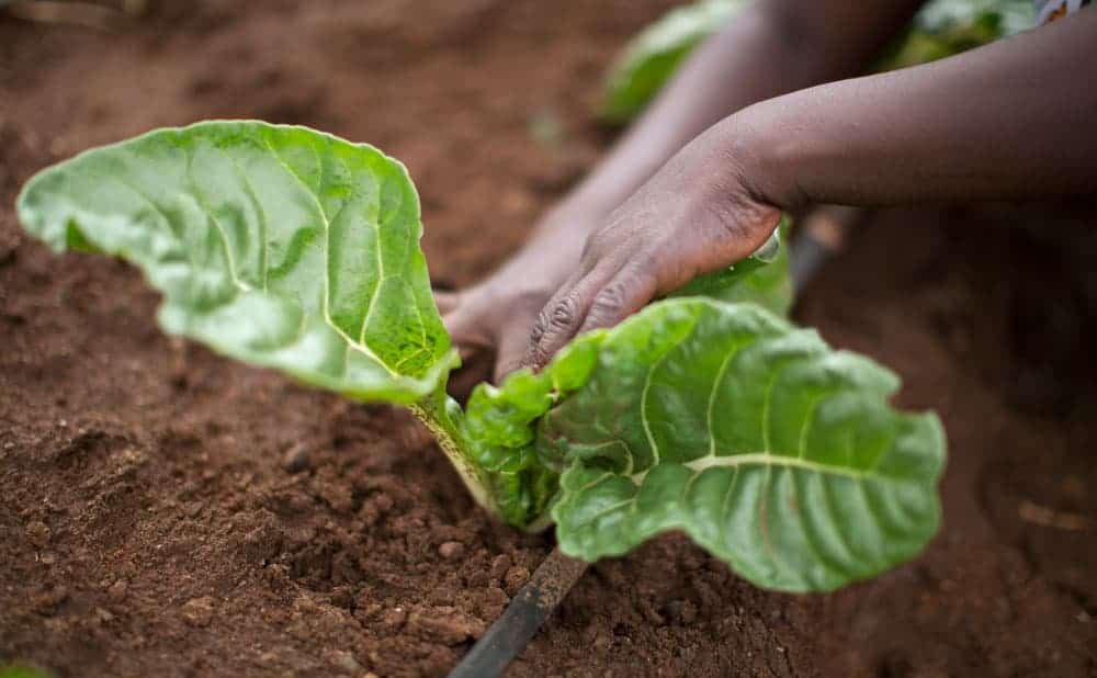 Close up of crops