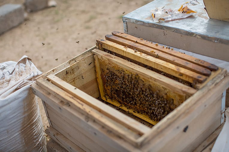 God used bees to help restore hope to Kameela.