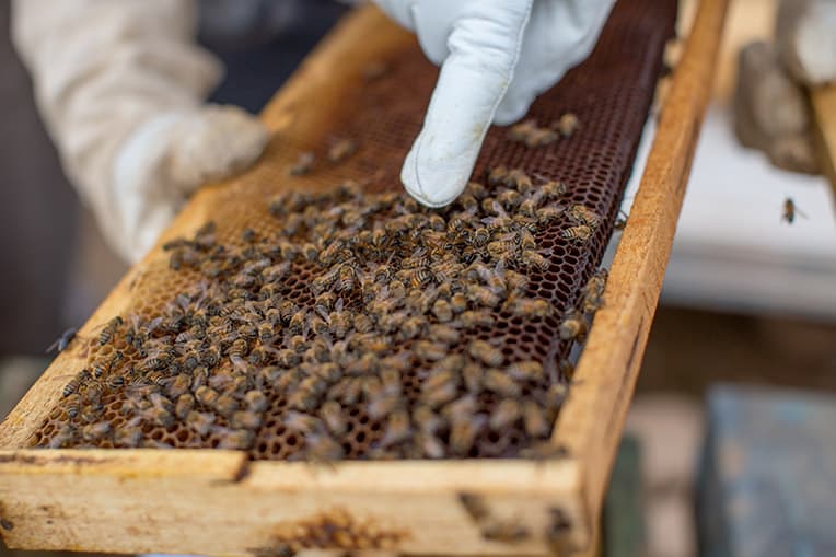 Samaritan's Purse bee project is restoring livelihoods to Yazidis in Sinjar province.