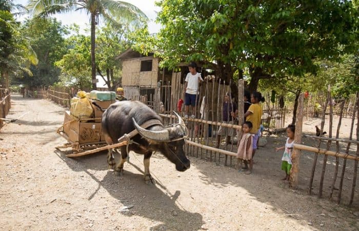 Earlier this year, water buffalo helped transport shoebox gifts to an Iraya tribe village.