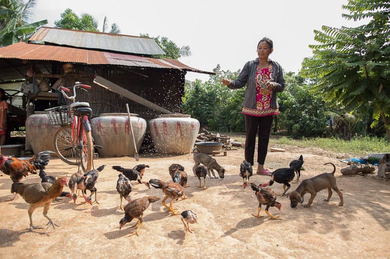 Pha learned how to raise healthy chickens that she can sell in the local market.