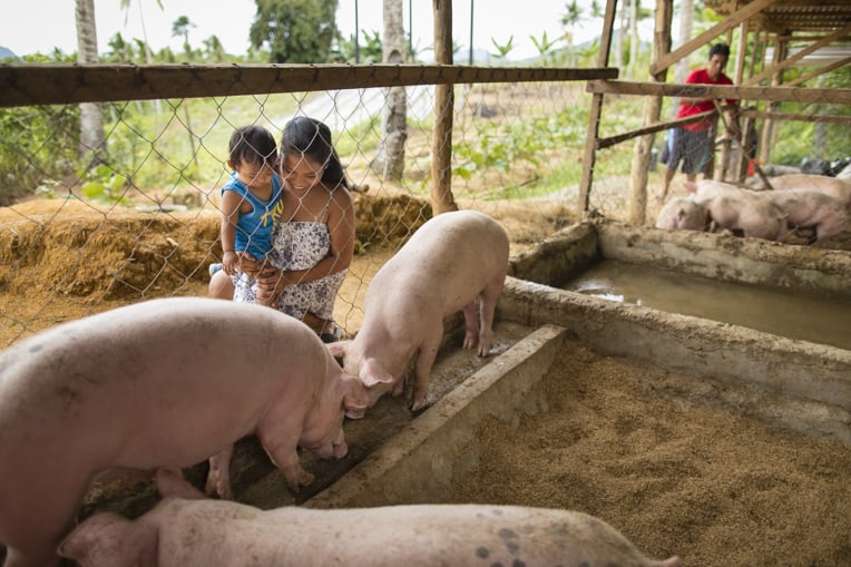 Our teams provided livestock, pig pen materials, and training on how to build the pig pen.