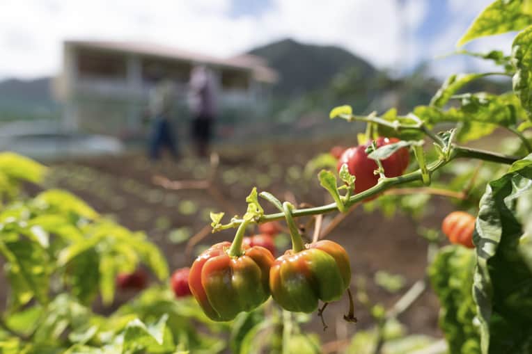 Fresh produce is now being grown in abundance on Dominica in part because of the Samaritan’s Purse horticulture program.
