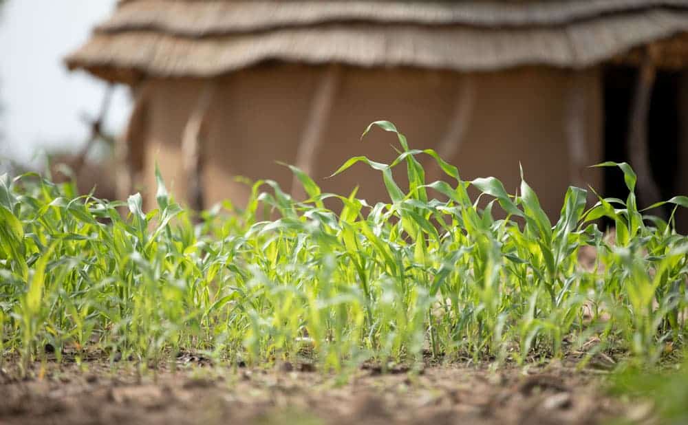 Close up of crops