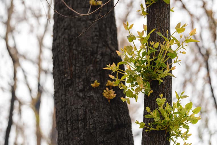 Signs of life are springing from charred trees.