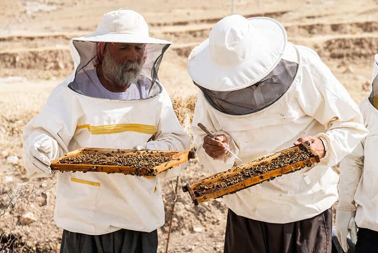 Roni works with another beekeeper to inspect a hive.