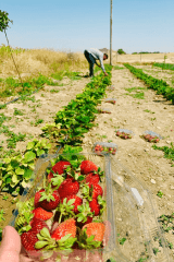 Suliman’s strawberry field is a first in his village in Iraq.