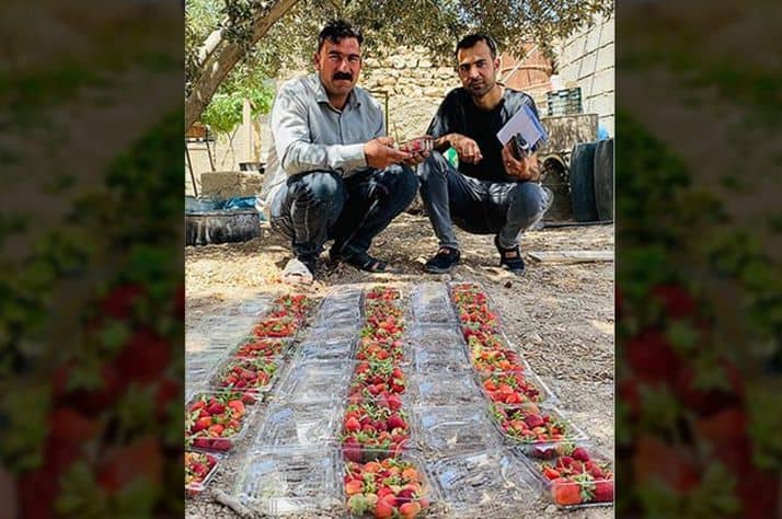 Suliman (left) and a Samaritan’s Purse staff member gratefully survey some of the newly harvested strawberries.