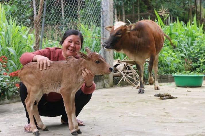 Yen is learning how to raise cows through a Samaritan's Purse livelihood project.