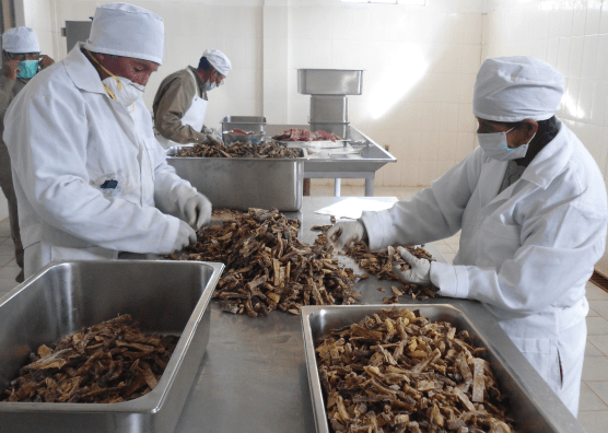 Workers process llama meat