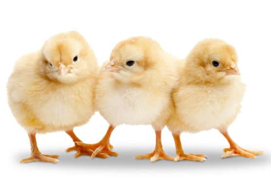Three chicks
