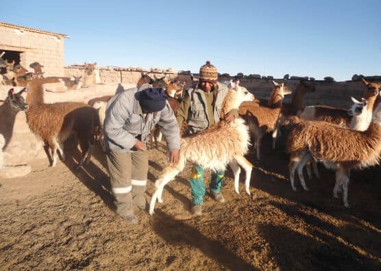 Man administers veterinary care to llama