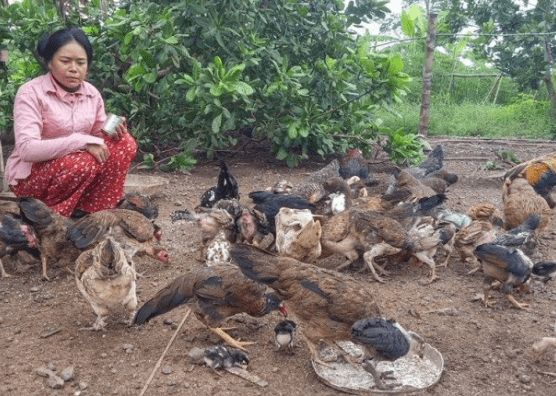 Cambodian woman with chickens