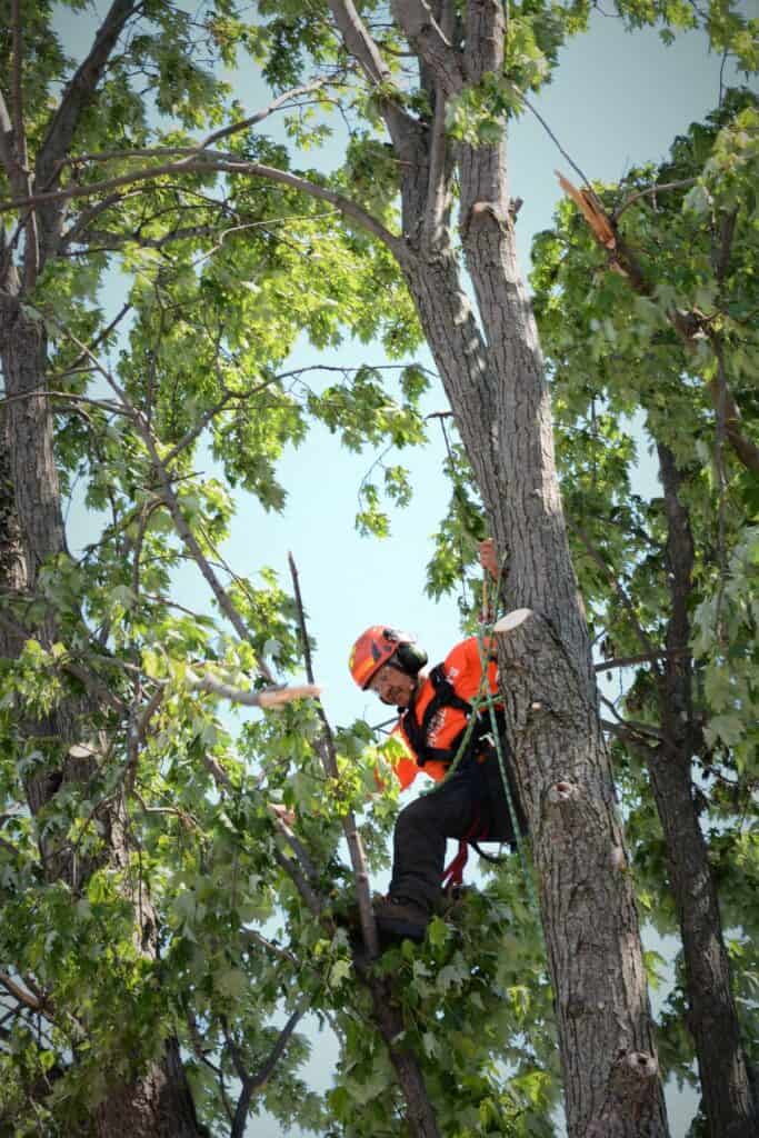 An expert arborist and Samaritan's Purse volunteer cuts off dangerous tree branches.