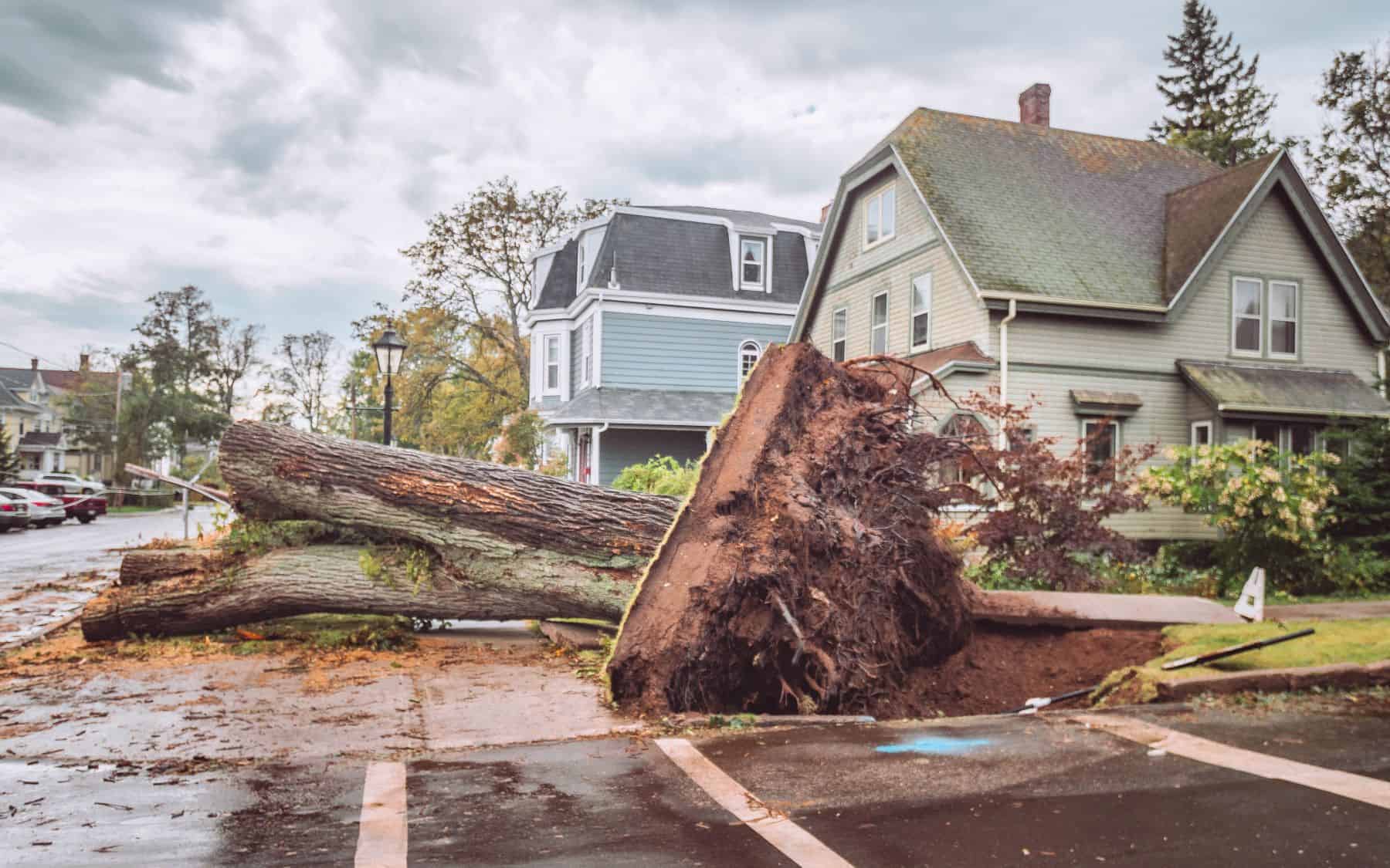 The damage is widespread and devastating.