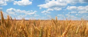 Harvest