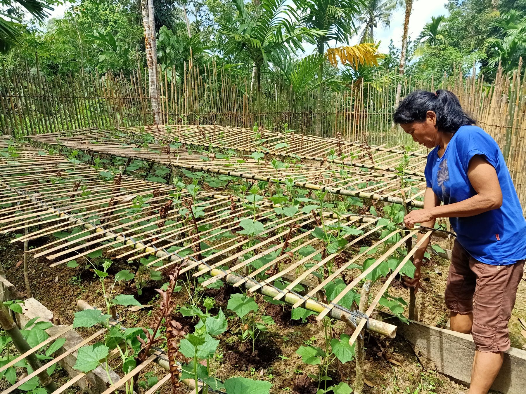 Silfana tends to one of the gardens now growing in her village. The nutritious vegetables from these plants will be vital to sustaining her family and village amid a hunger crisis.