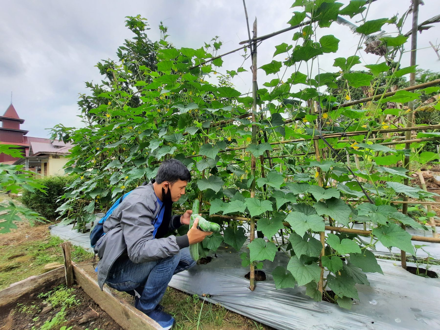 A Samaritan’s Purse staff member checks on the health of Silfana’s cucumber plants.