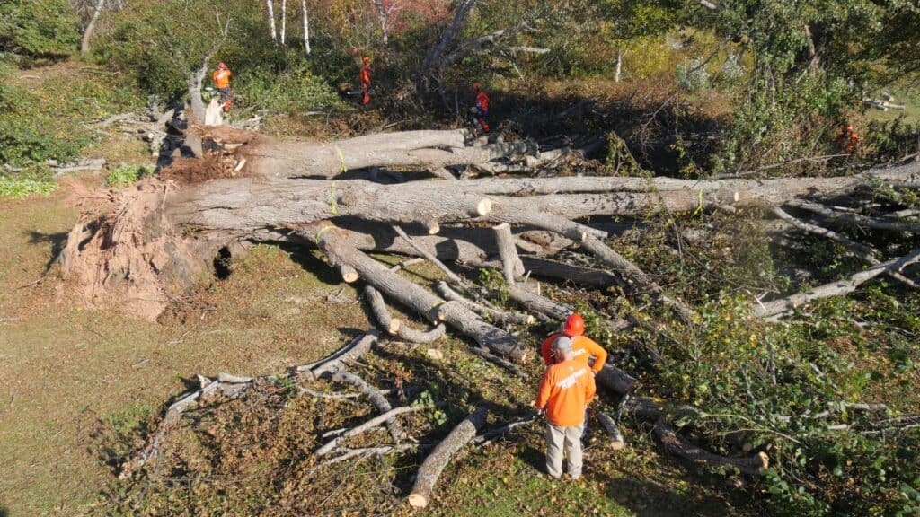Fallen trees, damaged roofs, and flooded homes have left communities in disarray.