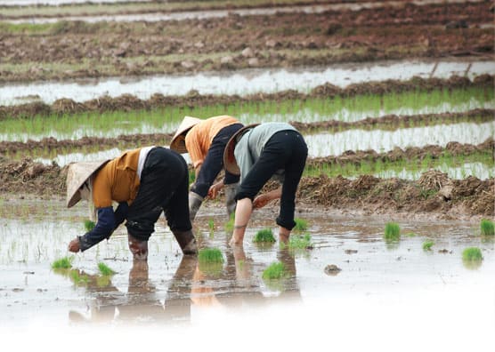 Three people in rice field