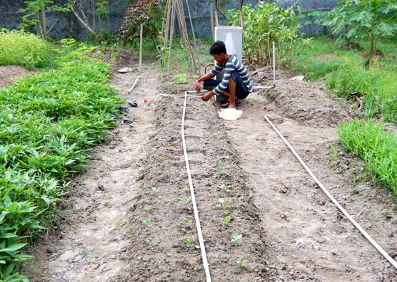 Man plants in garden