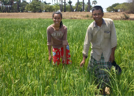 Cambodian man and woman stand in midst of green crop